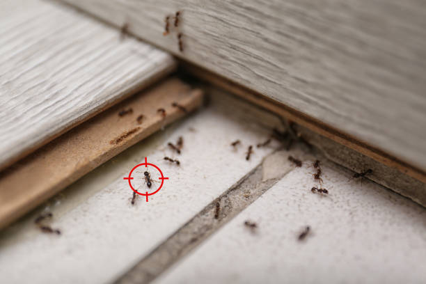 Best Ant Control Services  in Rineyville, KY