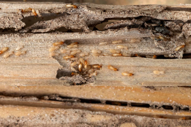 Best Pest Prevention Services  in Rineyville, KY